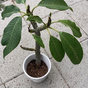 15 inches tall plumeria cutting plant, light pink